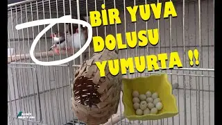 Hint Bülbüllerim | Bir Yuva Dolusu Yumurta Yaptılar Ama Yavru YOK !
