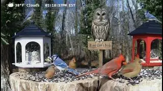 Thursday 🔴 Live North Georgia Bird Cam Window to Nature 🦋🦊🐦🐾🌿 | 51 Species Identified