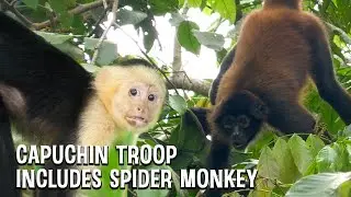 Capuchin monkey troop includes lone Spider Monkey