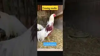 The Amazing Yokohama Rooster Crowing |#shorts