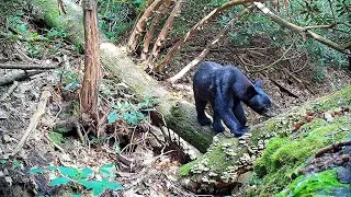 NC Wildlife: Fallen Tree Bridge - Spring / Summer 2023