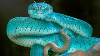 ANIMALES DE PODER 1. LA SERPIENTE🐍, EL OSO🐻 Y EL JAGUAR🐆
