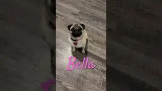 Bella the pug #dog #pug #pets #puppy