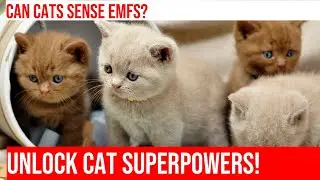 Can Cats Sense EMFs & Geomagnetic Storms?