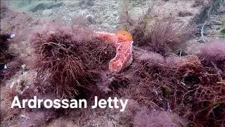 Freediving Ardrossan Jetty | Adelaide Freedive Tribe