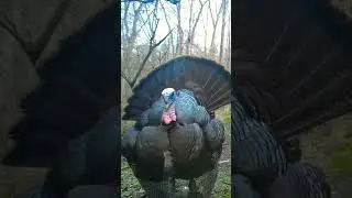 Turkey Drumming in your face.  #trailcamology #shortvideo #trailcam #turkeyhunting #trailcamvideos