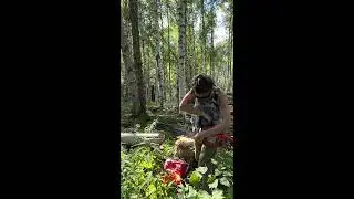 I Continue to Build the Log Cabin and Cut Hazard Birch Trees in Fairbanks. #womanpower