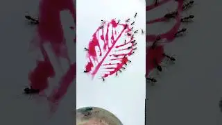 Guava leaves Vs Ants #shorts  #shortvideo #art #tiktok