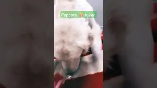 Popcorn 🍿 lover | best food for dog #shortvideo #vlog #dogtraining #goldenretriever #dog #dogsworld