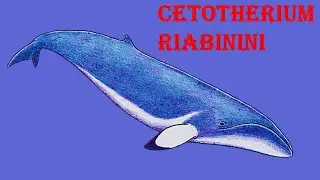 Cetotherium riabinini