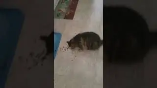 Cat eating spilled food on floor