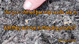 2025-05-25-sowing pre-chitted parsnip seeds in the drought