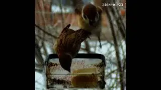 Воробей  жрет масло  #кормушка #sparrow #воробей