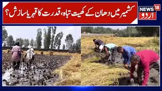 Destruction of Paddy Fields in Kashmir | Natural disaster or Human Interference? | News18 Urdu