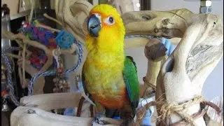 Baby Jenday Conure -- 9 weeks old