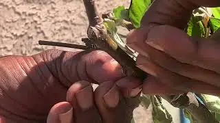 How We Air Layer With Cloning Pods/Balls