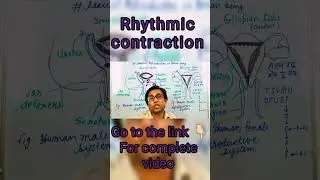 rhythmic contraction