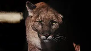The Path of Puma-36  |  Official Trailer