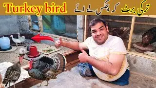 Turkey Bird Chicks Lay Aaya | turkey Bird Chicks | Turkey Bird Farming | Hashim Kay parinday
