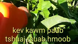 Kev kawm paub hmoob li tshuaj tsuab