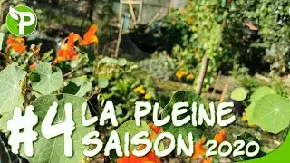 Qu'est-ce que ça donne en pleine saison? - POTAGER BRETON - Août 2020