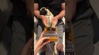 Puggy the pug's talent show