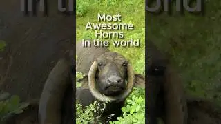 Amazing curved buffalo horns #buffalo #nature #animals