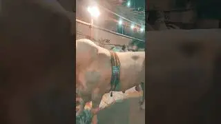 JDC Foundation Beautiful Cow Bill Pink Bakra Eid 2024