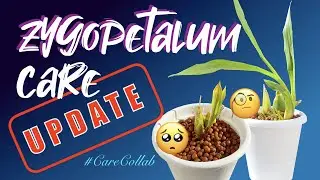Zygopetalum General Care UPDATE #CareCollab #ninjaorchids