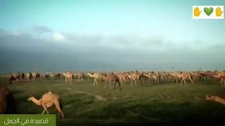 قصيده في الجمل سمحان
