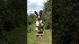 Why you should get a Springer spaniel #dogbreeds #breeding #dogbreed #Ishowspeedbestdog