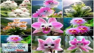 100Pcs Se eds Cute Cat Face Orchid Se ed Bonsai Plants Flowers Review