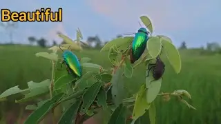 Beautiful insects 0005.
