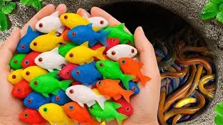 Rare Aquarium Fish in Small Pond | Baby Turtles, Eels, Iguana & Nemo