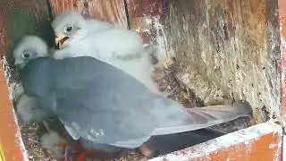 #kestrel nest EP#62 Review beautiful birds life in their nest with nature #birds #nature #lovebirds