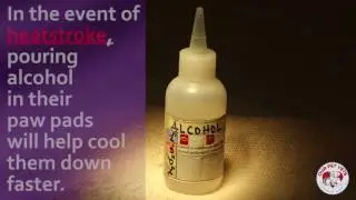 Prevent Pet Heatstroke