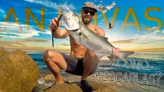 06 # ▶️ Como pescar 𝘼𝙉𝙅𝙊𝙑𝘼𝙎 𝙔 𝙋𝘼𝙇𝙊𝙈𝙀𝙏𝙊𝙉𝙀𝙎 a SPINNING. 𝗣𝗲𝘀𝗰𝗮 𝗲𝗻 𝗩𝗮𝗹𝗲𝗻𝗰𝗶𝗮