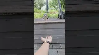 cara panggil sugar glider agar terbang!! #suga #shortvideo  #shorts #sugarglider #subscribe