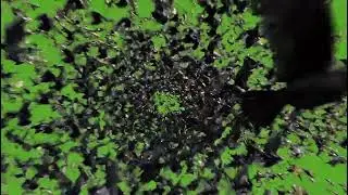 Intense Flock of Birds Green Screen FX | Dynamic VFX Element Free