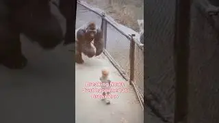Gorilla Saves Baby  #Rescue #ViralVideo #trending Shorts