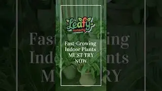 Fast growing indoors plants  #indoorplants #leafynursery #bulkplants