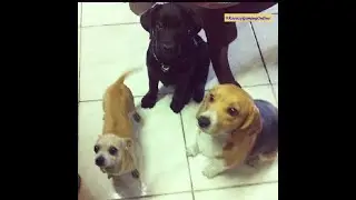 Beloved Dog - Saying Farewell to our Labrador