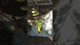 РАСТЕ НОВИ ОРАХ .