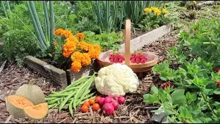 Growing Melons At The Allotment & There's Still So Much Work To Do - ALLOTMENT LIFE VLOG 79