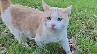Why KC pet owners should be aware of 'bobcat fever'