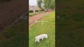 Sprinkler Surprise! 💦🤭✨ #dogs #doglife #funny #comedy #happy #perros #mascotas #pets #fyp #run