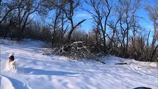 По городу на Фетбайке! Везу собаку в ветклинику.