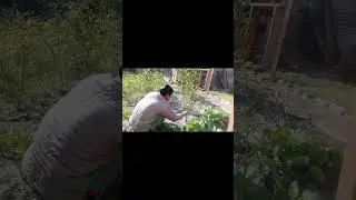 Orange tree cutting. सुन्तलाको अनावश्यक हाँगा काट्ने तरिका