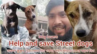 দেখো আমার বাড়ির বাচ্চা কুকুরগুলো কত দুষ্টু হয়েছে #dogs #anmals #straydog #puppy #streetdog 