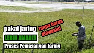 Pemasangan Jaring penghalau burung pipit